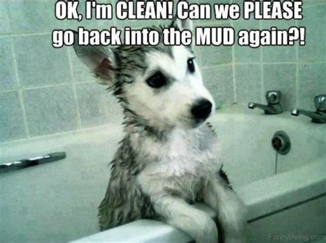 funny dog memes clean